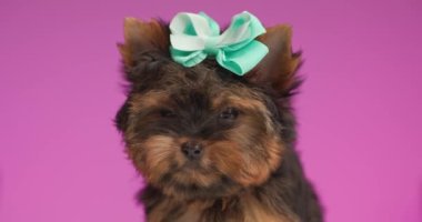 Güzel, küçük Yorkie köpeği mavi kurdele takıyor, korkuyor, etrafa bakıyor ve pembe arka planda titriyor.