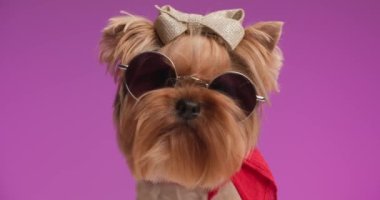 Boynunda kırmızı bandana olan havalı Yorkshire Teriyer köpeği. Parlak papyon ve güneş gözlüğü stüdyoda pembe arka planda havalı duruyor.