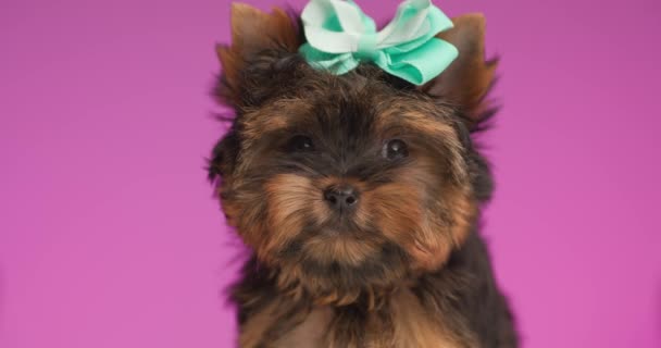 可愛いですヨークシャーテリア子犬とともに彼の頭の上に弓離れて見ますとあります恥ずかしがり屋でピンクの背景でスタジオ — ストック動画