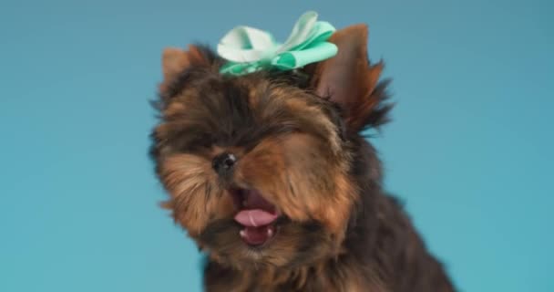 Doce Yorkie Cachorro Com Arco Saindo Língua Bocejando Olhando Redor — Vídeo de Stock