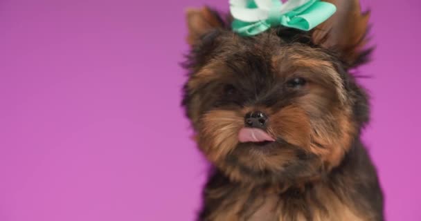 雅致的约克郡宠物狗 头戴蝴蝶结 四处张望 舔鼻涕 坐在粉色的背景上 — 图库视频影像