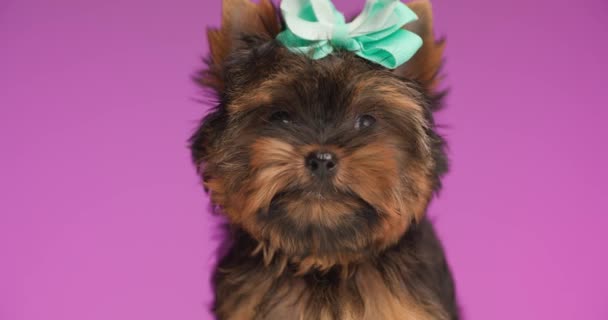 美しいヨークシャーテリアの子犬は 頭に弓を着てピンクの背景に座って好奇心旺盛な方法で検索します — ストック動画
