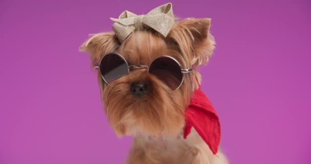 Coole Kleine Yorkie Hond Met Glitter Strik Dragen Zonnebril Rode — Stockvideo