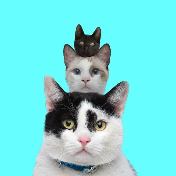 Şirin Metis Kediler Birbirlerinin Üstünde Oturur Kameraya Bakarlar Mavi Bir — Stok fotoğraf