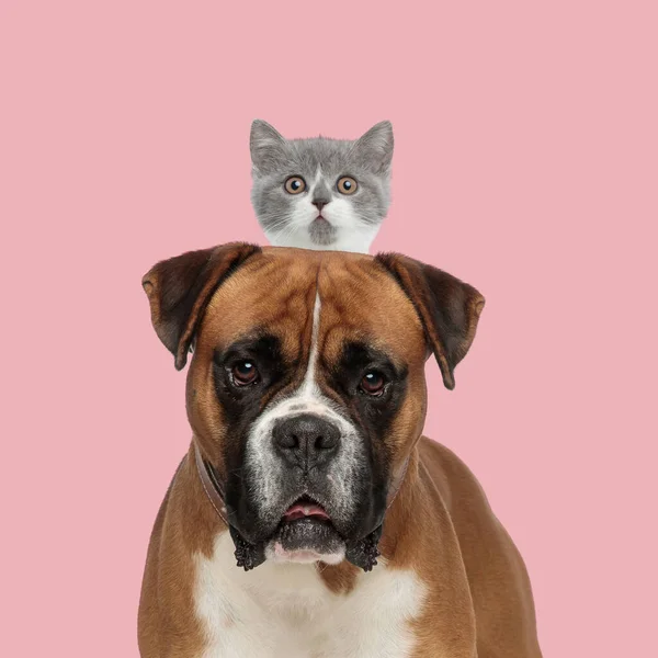 可爱的英国小猫咪 披着粉红相间的领子 紧贴着一只大箱子狗 — 图库照片