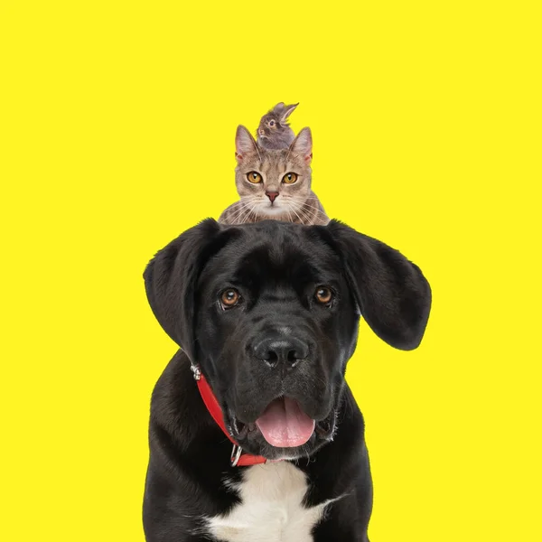 Красивая Картина Тростникового Корсо Собака Торчащий Язык Носить Красный Поводок — стоковое фото
