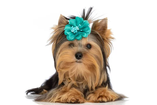 Carino Piccolo Yorkshire Terrier Cane Indossa Fiore Blu Sdraiato Sullo — Foto Stock