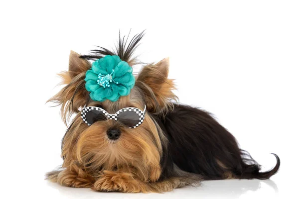 Poco Yorkshire Terrier Perro Con Gafas Sol Flor Azul Contra —  Fotos de Stock