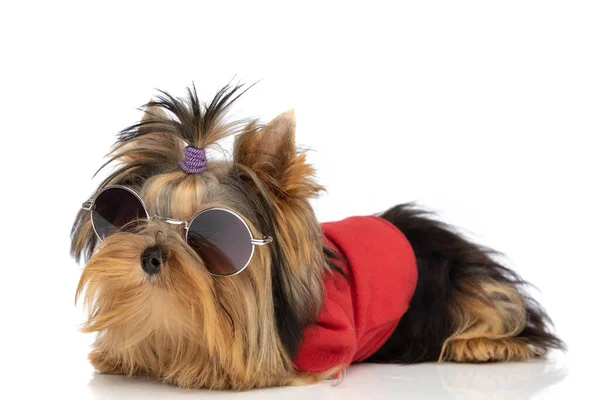 Hipster Trochę Yorkshire Terrier Pies Noszenie Okularów Przeciwsłonecznych Tkaniny Białym — Zdjęcie stockowe