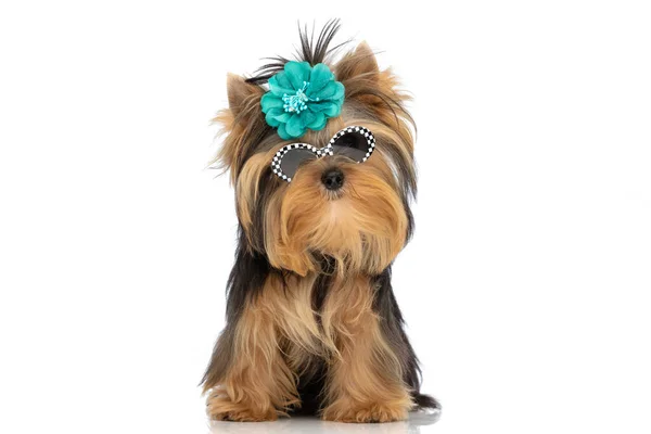 Adorable Poco Yorkshire Terrier Perro Usando Gafas Sol Azul Flor —  Fotos de Stock