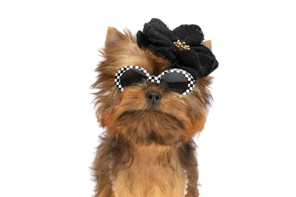 Little Yorkshire Terrier Dog Wearing Black Hat Sunglasses White Studio — Stock Photo, Image