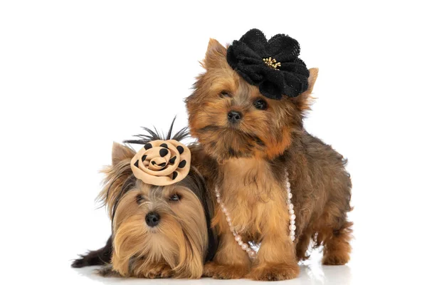 两只穿着黑色花朵和项链 依偎在白色摄影棚背景下的约克郡小狗 — 图库照片