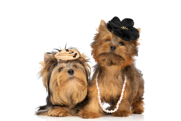 Kaksi Pientä Yorkshire Terrieri Koiria Yllään Kukkia Pään Helmiä Vastaan — kuvapankkivalokuva