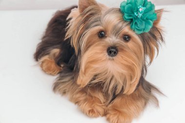 Küçük Yorkshire Terrier köpeği kafasına çiçek takmış ve beyaz stüdyo arka planına yaslanmış.