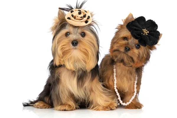 Dois Pequenos Cães Yorkshire Terrier Vestindo Flores Pérolas Posando Juntos — Fotografia de Stock