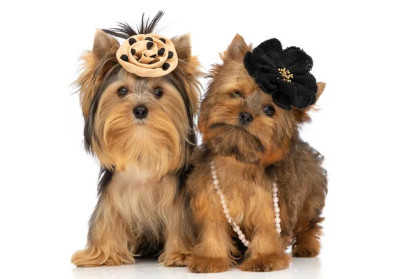 Dois Pequenos Cães Yorkshire Terrier Vestindo Pérolas Flores Cabeça Posando — Fotografia de Stock