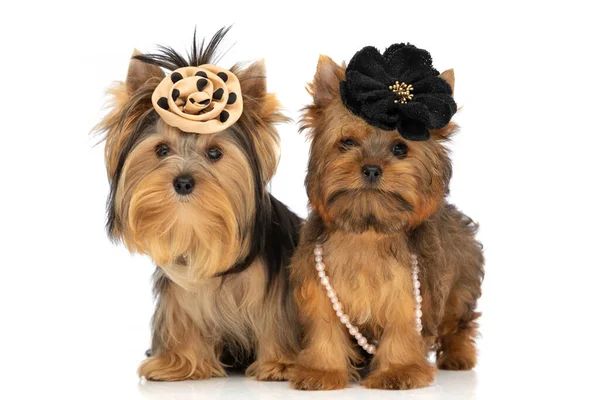 Dois Pequenos Cães Yorkshire Terrier Vestindo Flores Pretas Pontilhadas Olhando — Fotografia de Stock
