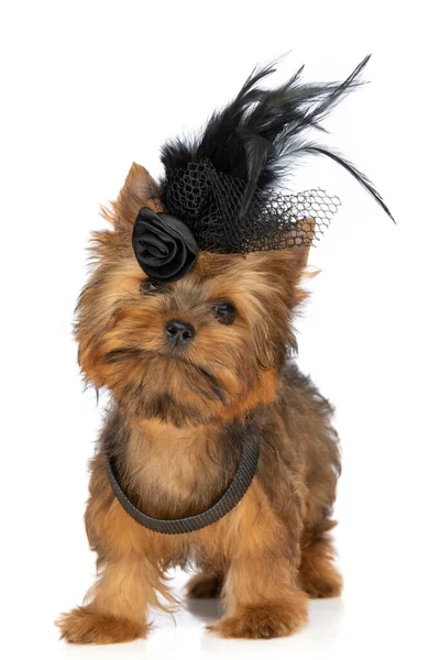 Elegante Poco Yorkshire Terrier Perro Con Collar Sombrero Contra Fondo —  Fotos de Stock