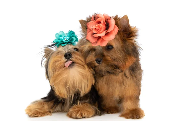 Zwei Kleine Yorkshire Terrier Hunde Mit Blumen Auf Dem Kopf — Stockfoto