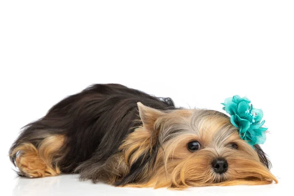 Küçük Şirin Yorkshire Teriyer Köpeği Mavi Çiçek Takıyor Uzanmış Beyaz — Stok fotoğraf