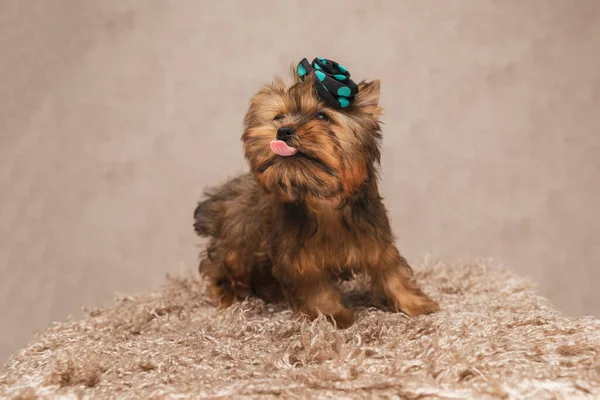 Pequeno Yorkshire Terrier Cão Está Ansioso Para Comer Algo Vestindo — Fotografia de Stock