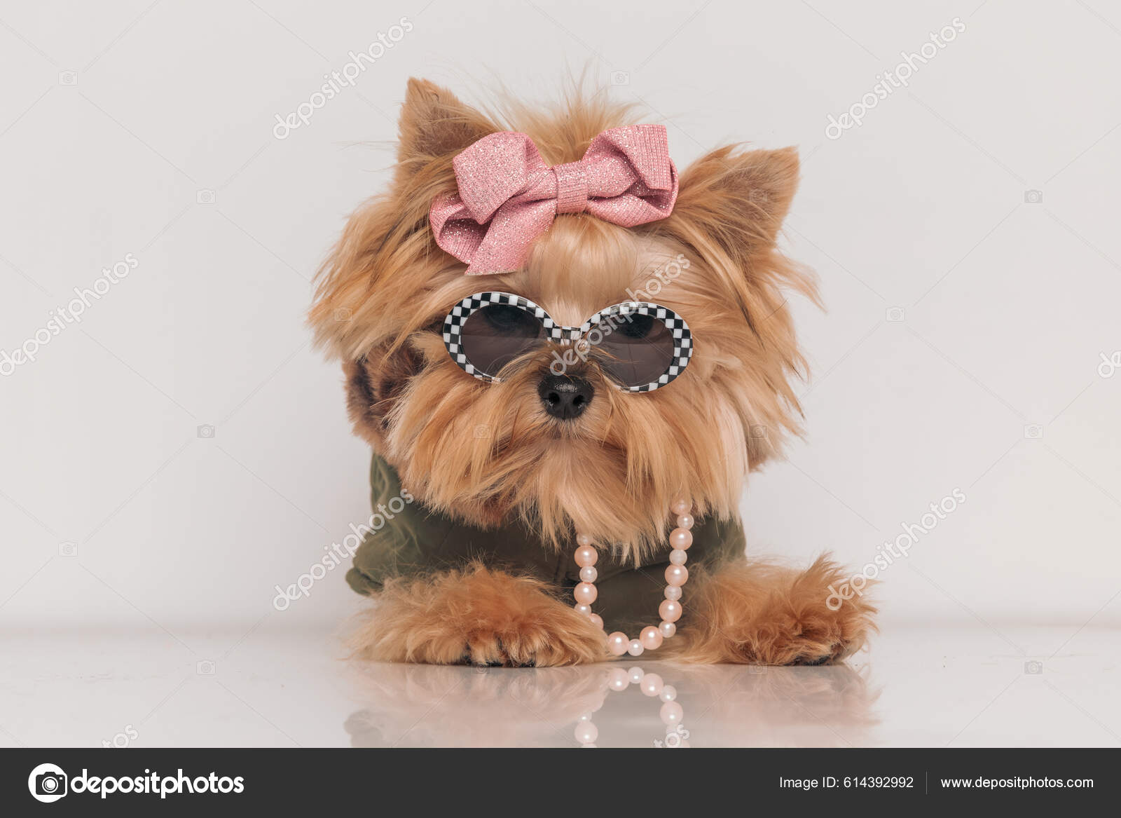 Adorable Little Yorkie Dog Wearing Cute Clothes Accessories Pink