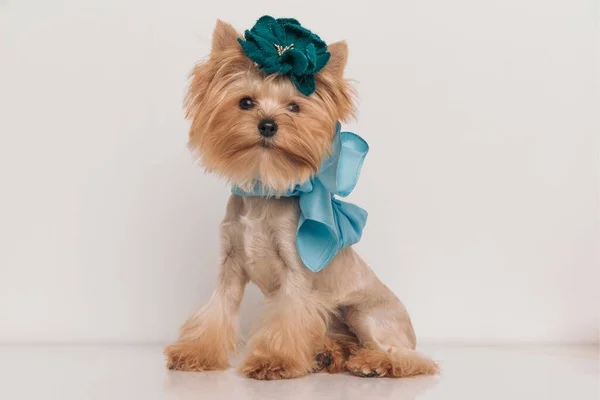 Entzückender Yorkie Welpe Mit Süßer Blumenschleife Und Blauem Schal Sitzend — Stockfoto