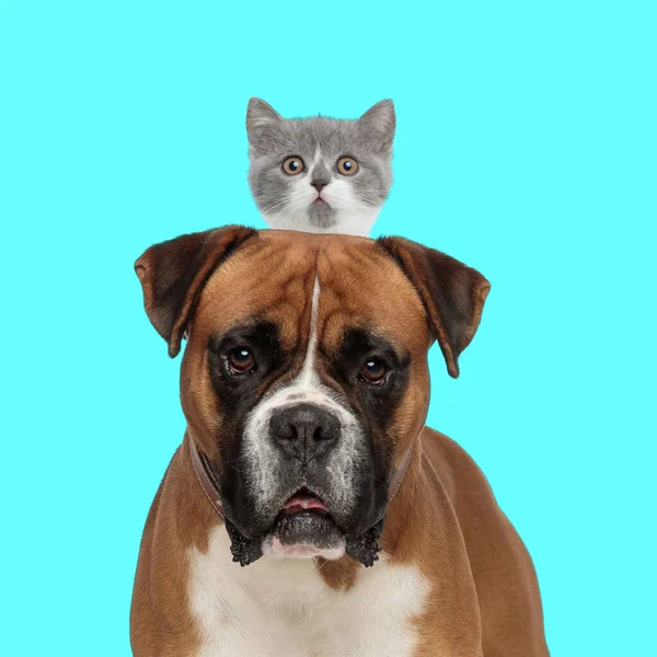 Adorável Puppy Boxer Com Pequeno Gato Cima Sua Cabeça Sendo — Fotografia de Stock