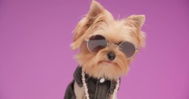 Sevimli bebek Yorkshire teriyer köpeği moda kıyafetleri içinde, dili dışarıda, güneş gözlüğü takıyor ve stüdyoda pembe arka plana bakıyor.