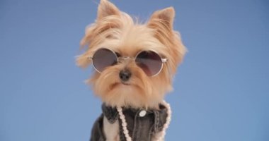 Tatlı Yorkshire teriyeri köpek yavrusu güneş gözlüğü, inci kolye ve kot pantolon giyiyor, burnunu yalıyor ve stüdyonun mavi arka planına bakıyor.