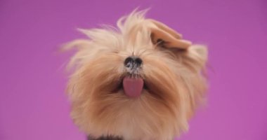 Sevimli şapkalı komik Yorkie köpeği şeffaf cam yalıyor ve stüdyoda pembe arka plan önünde acıkıyor.