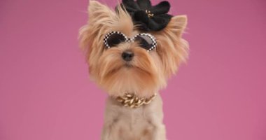 Küçük tatlı Yorkshire teriyeri siyah şapkalı ve gözlüklü altın yaka takan soğuk ve titreyen pembe arka planda meraklı bir köpek.