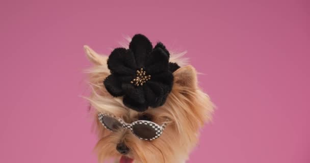 可爱的小纽约小狗 戴着太阳镜 头戴时髦的黑色帽子 低下头舔鼻涕 坐在工作室粉红的背景前 — 图库视频影像