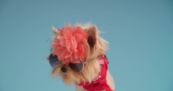 Mode Yorkshire Terriër Hond Met Oranje Bloem Het Hoofd Zonnebril — Stockvideo