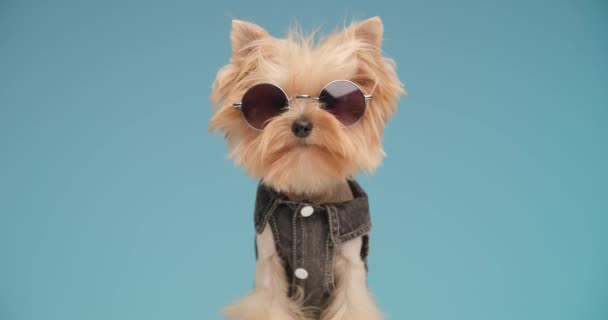 Schattige Yorkie Hond Met Retro Zonnebril Dragen Denim Kleding Zitten — Stockvideo