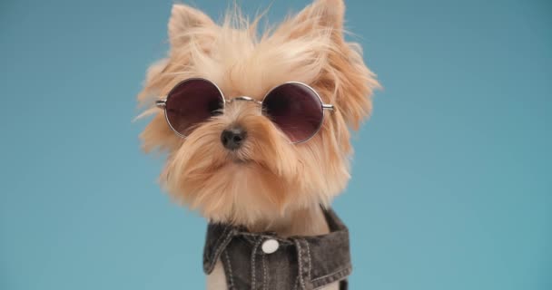 Close Fresco Yorkshire Terrier Cão Vestindo Roupas Jeans Óculos Sol — Vídeo de Stock