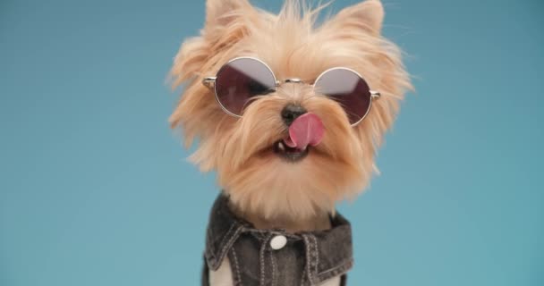 Adorável Cachorro Yorkie Roupas Jeans Com Óculos Sol Colando Língua — Vídeo de Stock