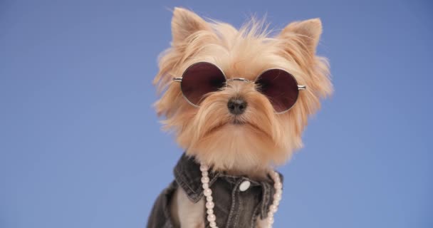 Primer Plano Dulce Yorkie Cachorro Con Fresco Traje Moda Mirando — Vídeos de Stock