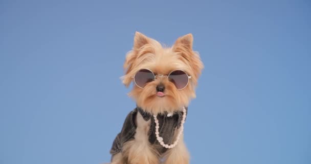 Curioso Yorkshire Terrier Perro Ropa Moda Con Gafas Sol Perlas — Vídeo de stock