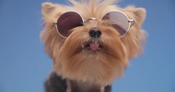 饥饿的约克郡宠物狗 戴着太阳镜 舔着透明的玻璃窗 坐在工作室的蓝色背景前 — 图库视频影像