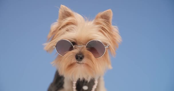 可愛いヨークシャー テリアの子犬のクローズアップサングラスは下を向いて何かを追いかけ青の背景の前で嗅ぎ回る — ストック動画