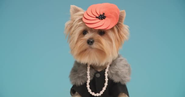 エレガントな小さなヨークシャーテリアの犬ファッション帽子と真珠首の周り青の背景の前に座って周りを見て — ストック動画