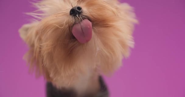 Entzückender Yorkie Welpe Hungrig Und Leckt Transparentes Glas Vor Rosa — Stockvideo