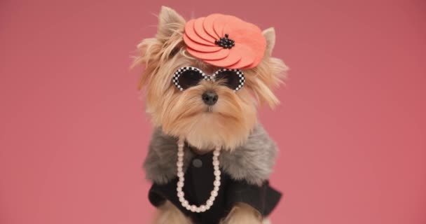 Projeto Vídeo Cachorro Yorkie Legal Vestindo Chapéu Elegante Pérolas Com — Vídeo de Stock