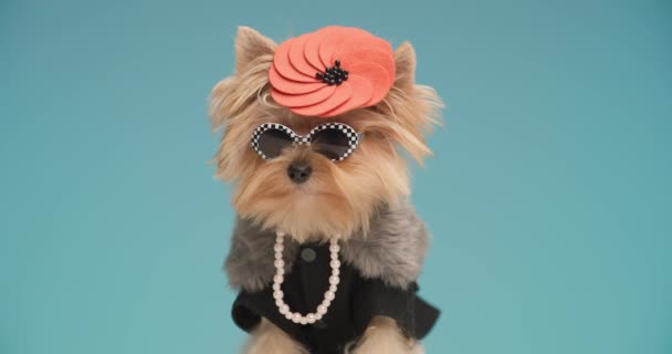 Coole Yorkshire Terriër Hond Met Mode Outfit Zitten Voorkant Van — Stockvideo