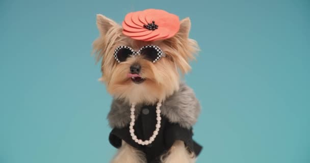 Fashion Yorkie Hond Voorkant Van Blauwe Achtergrond Steken Uit Tong — Stockvideo