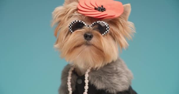 Schattig Baby Yorkshire Terrier Puppy Met Mode Kleding Accessoires Nieuwsgierig — Stockvideo