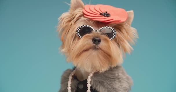 Coole Yorkshire Terriër Puppy Dragen Mode Kleding Accessoires Rondkijken Schudden — Stockvideo