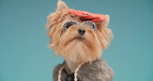 Nieuwsgierige Yorkie Puppy Met Mode Kleding Accessoires Die Honger Hebben — Stockvideo