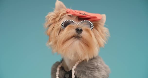 Neugierige Yorkie Welpen Mit Modischen Klamotten Und Accessoires Hungrig Schaut — Stockvideo